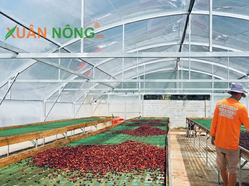 nha-kinh-phoi-ca-phe-3 Nhà kính phơi sấy - Nha Kinh Phoi Ca Phe 3