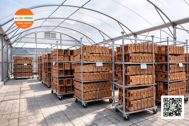 nhà kính phơi sấy lục bình nhà kính phơi sấy lục bình